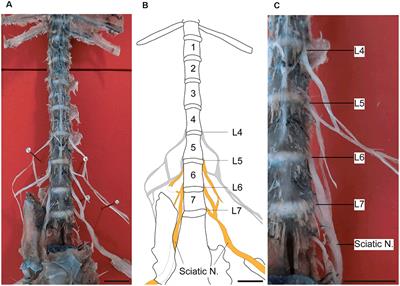 Distribution of Large and Small Dorsal Root Ganglion Neurons in Common Marmosets